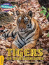 TIGERS OF RANTHAMBORE (GOLD)